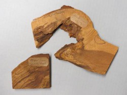 Pieces of the Charter Oak of Connecticut